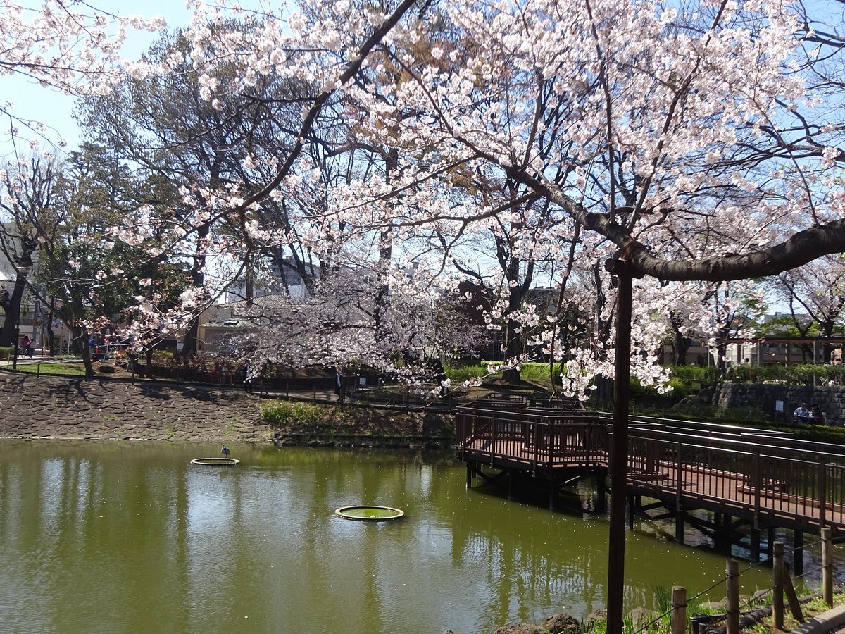 🌳 문고의 숲(분코노모리) 이미지 4